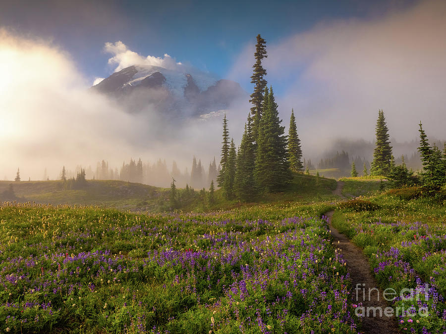 Mount Rainier Flowers In The Mist Photograph