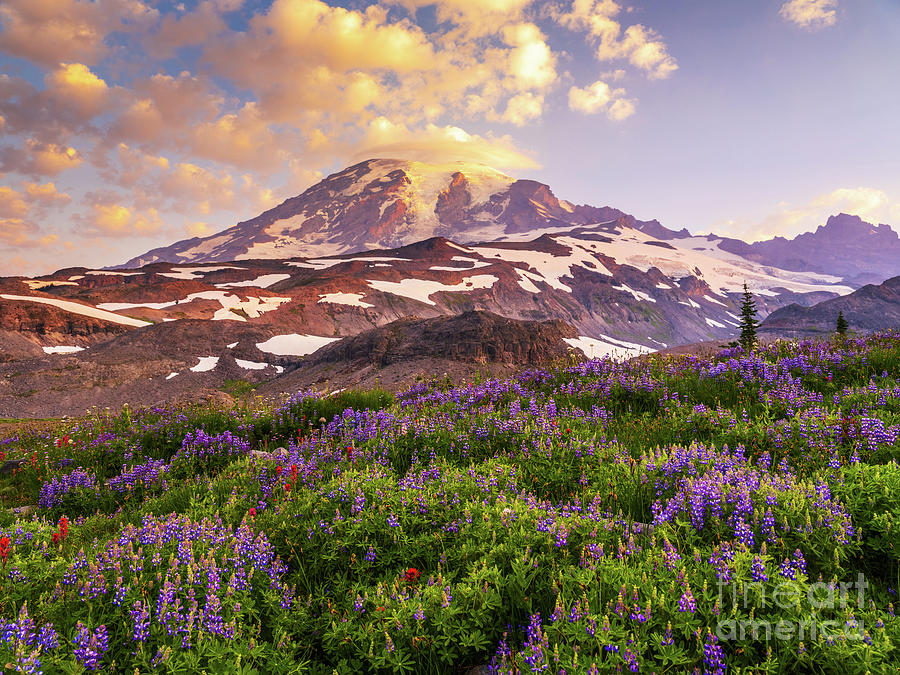 Mount Rainier Lupine Wildflowers Landscape Photograph