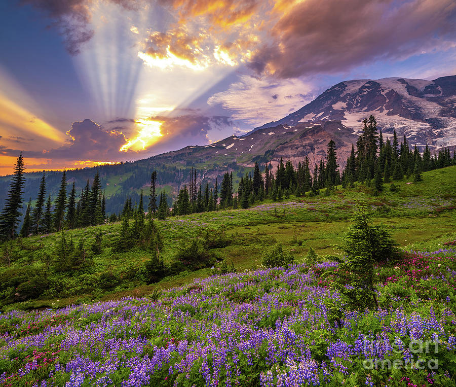 Mount Rainier Majestic Sunset Clouds Photograph