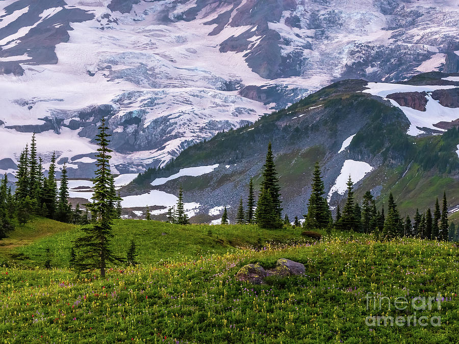 Mount Rainier Photograph - Mount Rainier Meadow and the Mountain by Mike Reid