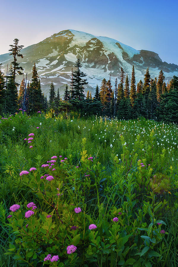 Mount Rainier National Park Photograph - Mount Rainier Meadow by Andrew Soundarajan