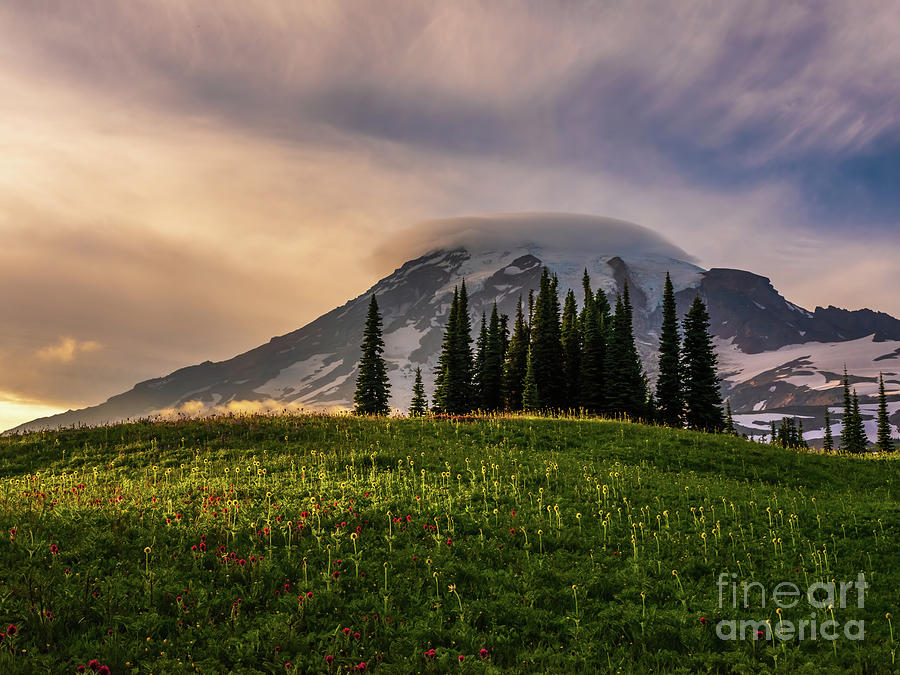 Mount Rainier Photograph - Mount Rainier Meadow Last Light by Mike Reid