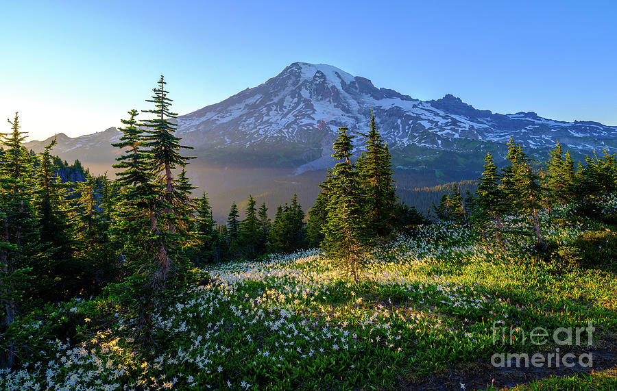 Mount Rainier Meadow Of Lilies Photograph