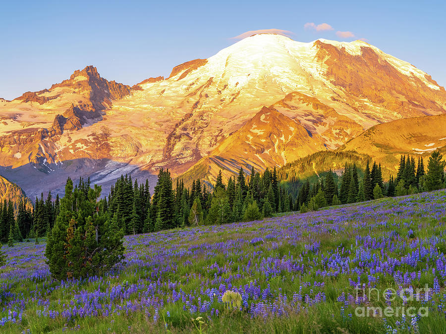 Mount Rainier Meadows Of Summer Photograph