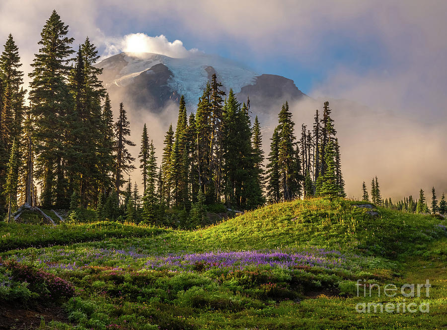 Mount Rainier Mist And Wildflowers Photograph