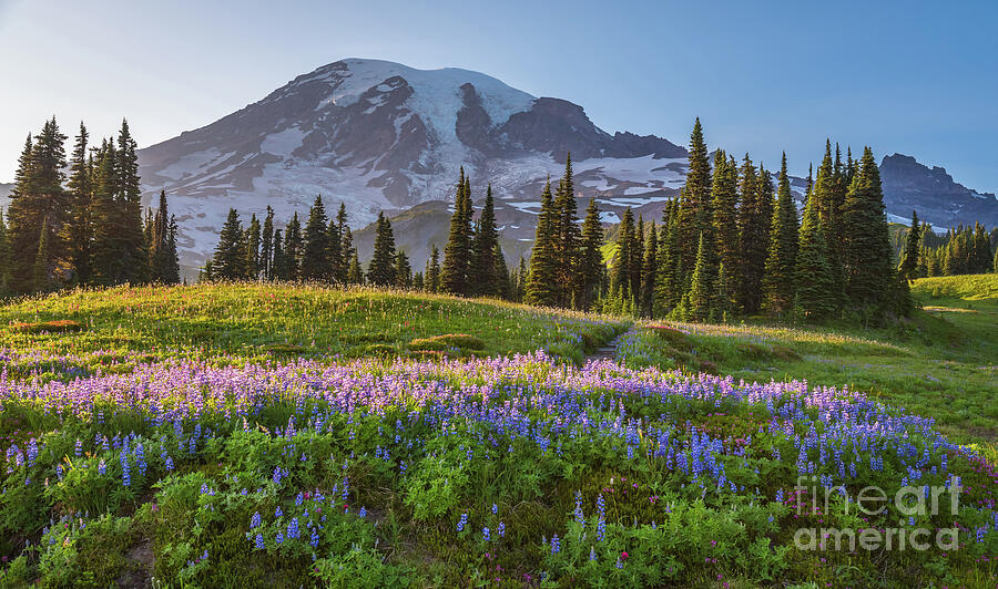 Mount Rainier National Park Bed of Lupine Photograph by Mike Reid ...