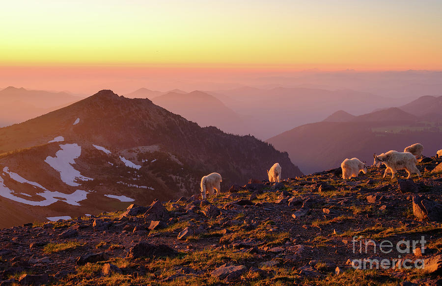 Mount Rainier National Park Goats Sunset Photograph
