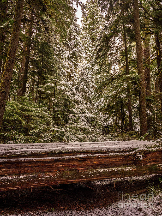 Mount Rainier National Park Snow Dusted Forest Photograph
