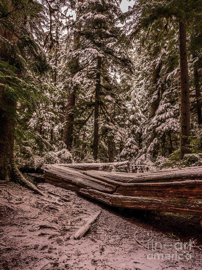 Mount Rainier National Park Snow On Cedars Photograph