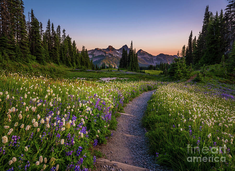 Mount Rainier National Park Wildflower Trail Photograph by Mike Reid