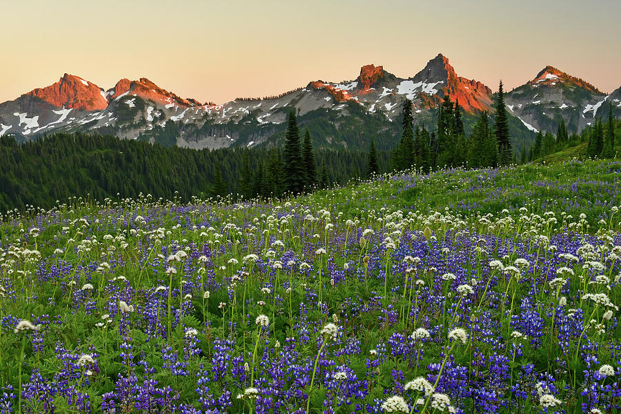 Mount Rainier Np Tatoosh Wildflowers 5 Photograph By Dean Hueber - Fine 