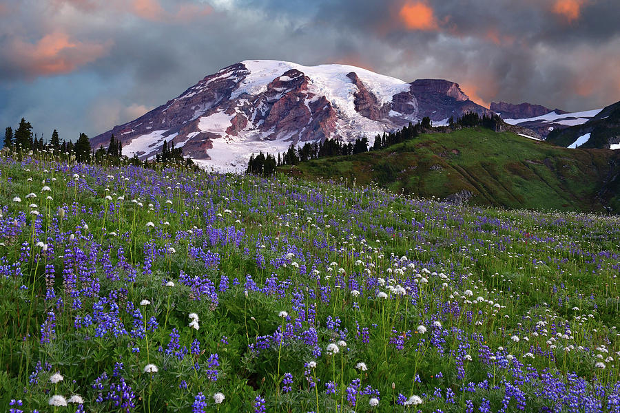 Mount Rainier NP Wildflowers 4 Photograph by Dean Hueber - Fine Art America