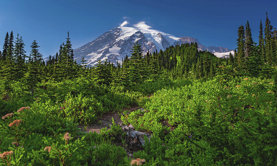 Mount Rainier, Paradise, Washington Photograph by Abbie Matthews