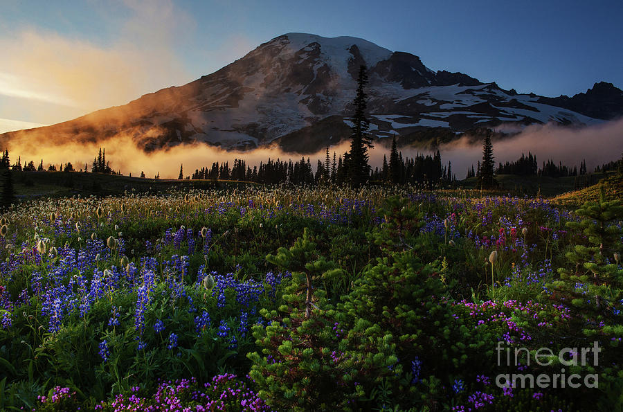 Mount Rainier Photography Summer Layers of Flowers and Mist Photograph by Mike Reid