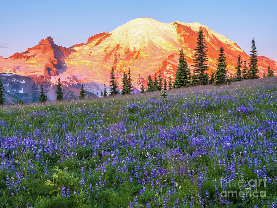 Mount Rainier Purple Fields Majestic Photograph by Mike Reid - Fine Art ...