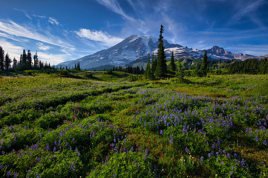 Mount Rainier splendor Photograph by Lynn Hopwood