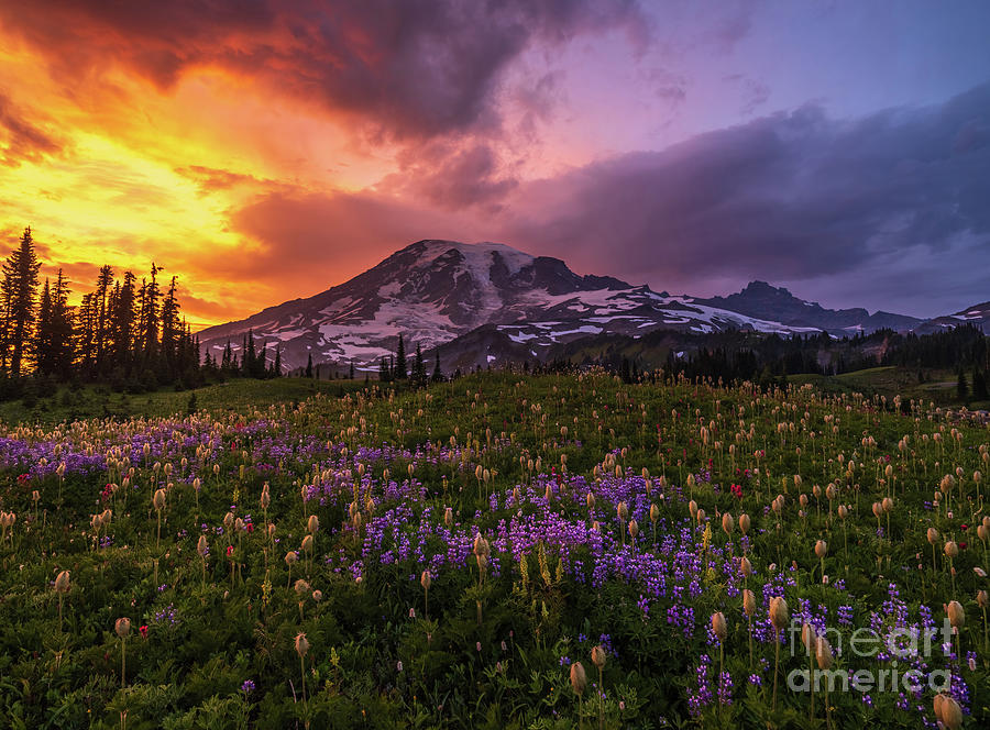 Mount Rainier Sunset Wildflowers Meadows Photograph