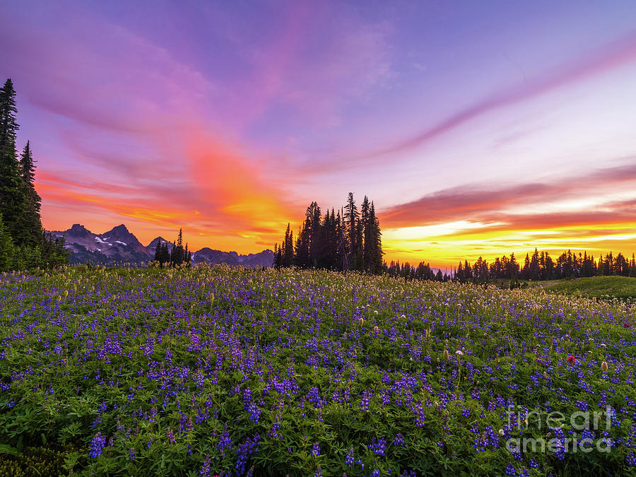 Mount Rainier Tatoosh Range Meadows Sunset Photograph