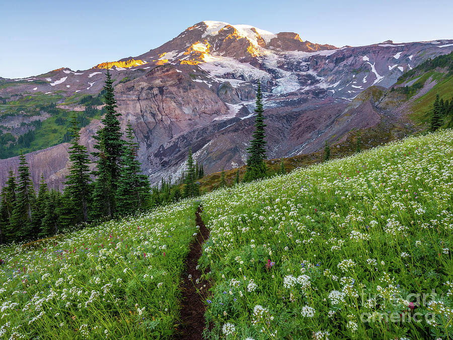 Mount Rainier Through The Meadow Photograph