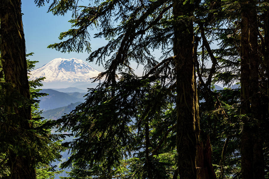 Mount Rainier Through The Trees Photograph by Pelo Blanco Photo
