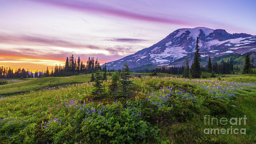 Mount Rainier Vast Wildflower Meadows Sunset Photograph