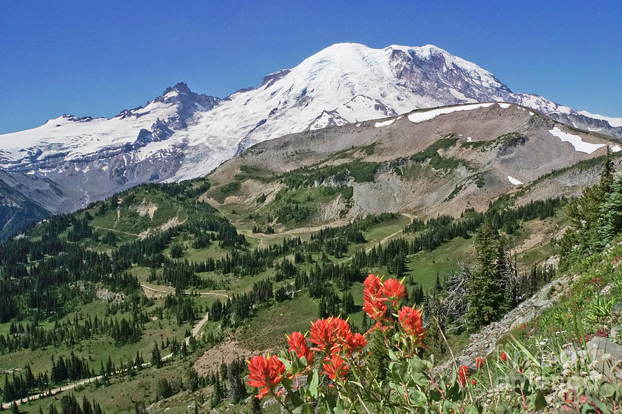 Mount Rainier View with Paintbrush Wildflowers Photograph by Nancy Gleason