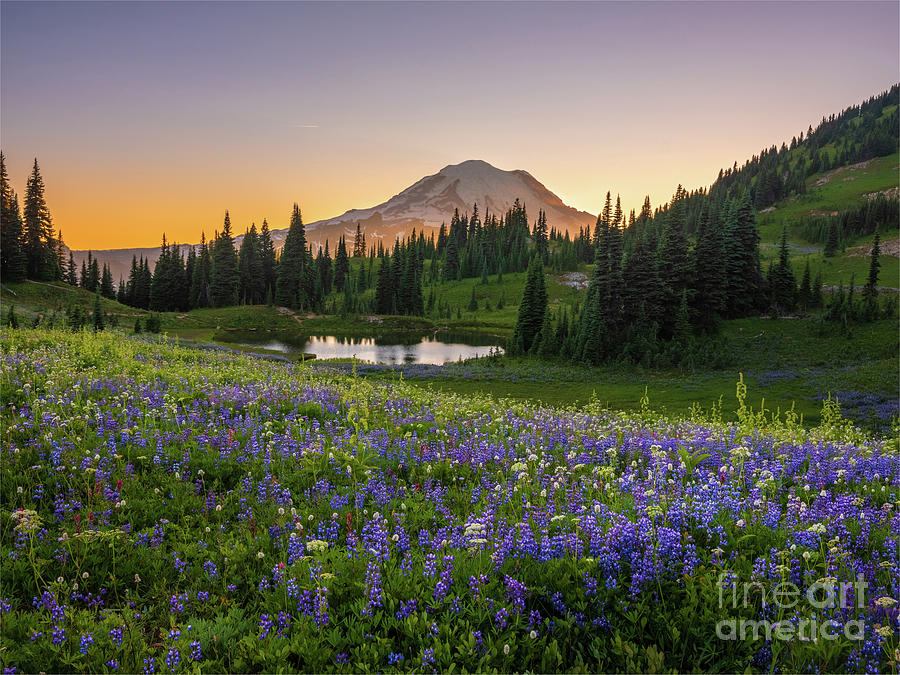 Mount Rainier Warm Summer Wildflowers Meadow Photograph