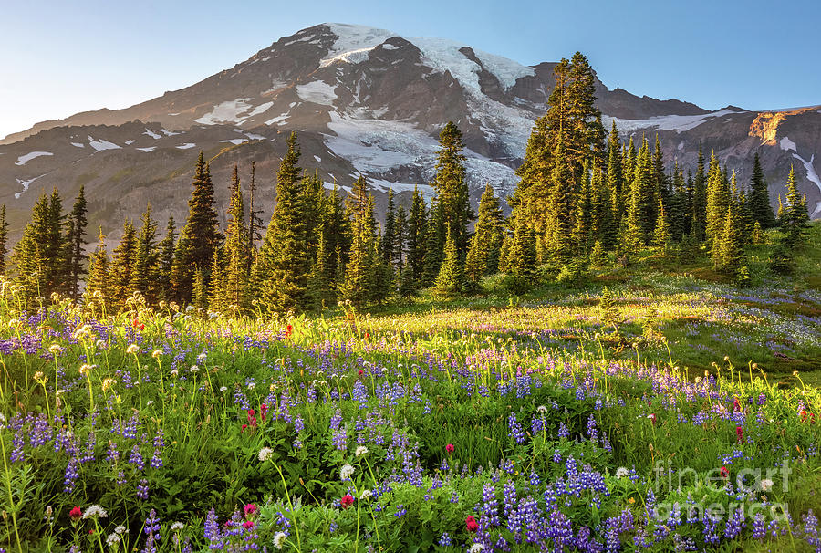 Mount Rainier Wild Summer Flower Meadows Photograph
