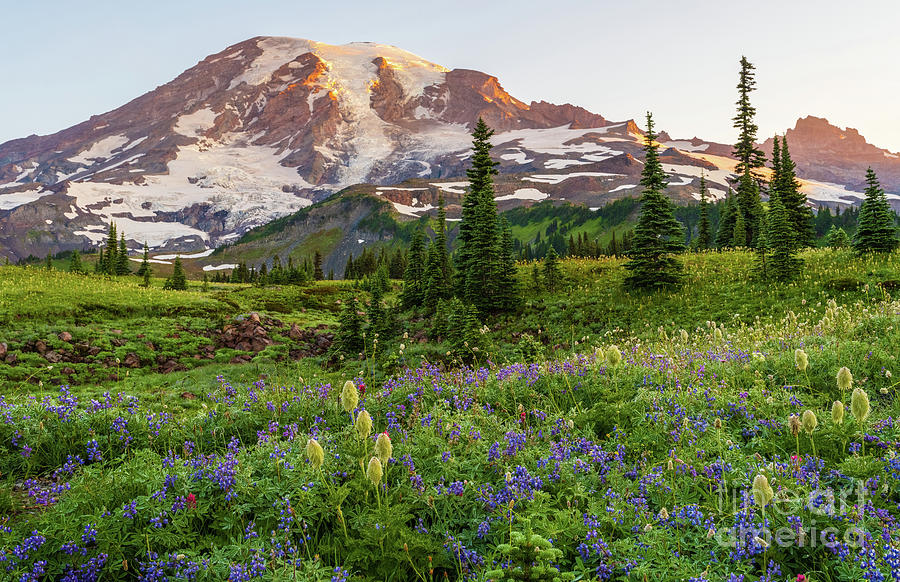 Mount Rainier Wildflowers Dawn Photograph