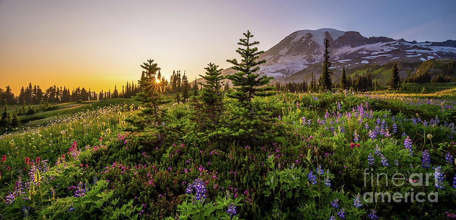 Mount Rainier Wildflowers Meadow Panorama Photograph
