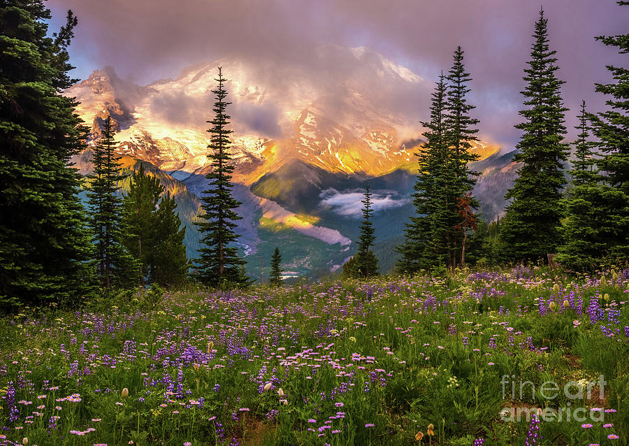 Mount Rainier Wildflowers Meadows Photograph