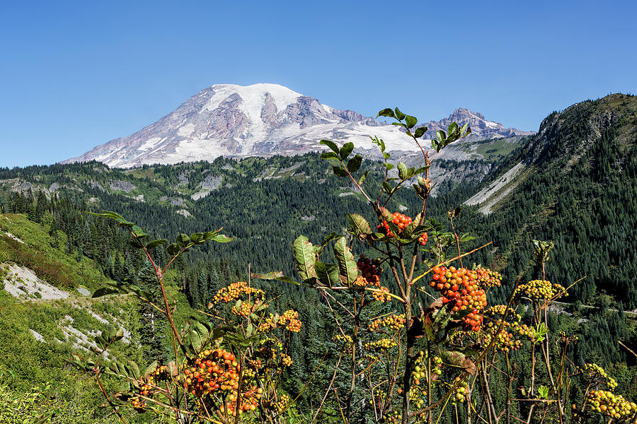 Mount Rainier with Mountain Ash Berries in the Foreground Photograph by Belinda Greb