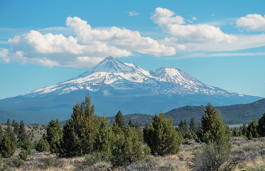 Tree Photograph - Mount Shasta in Spring by Loree Johnson