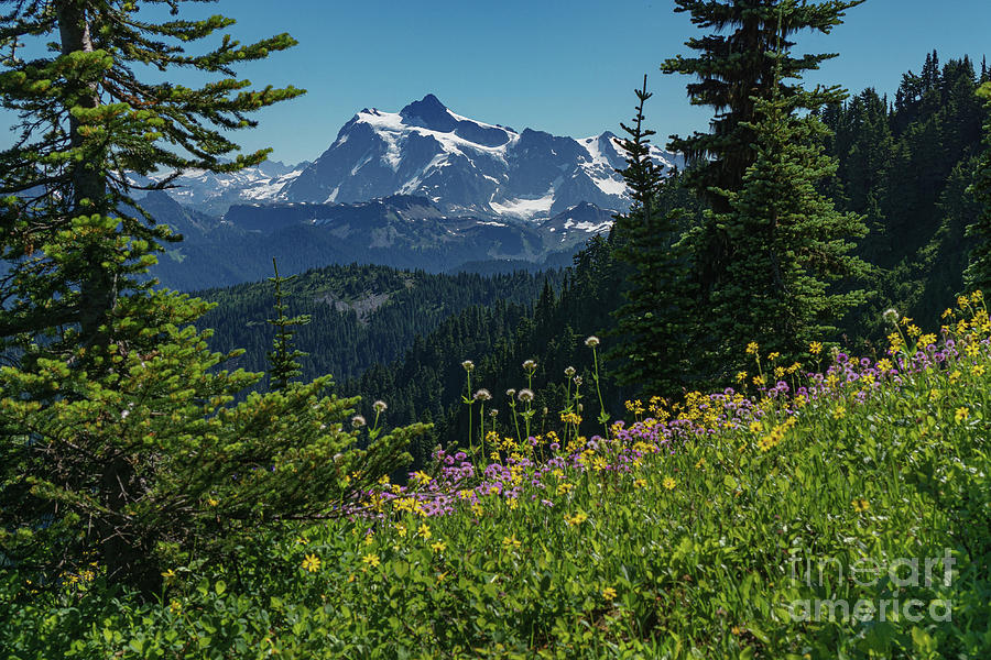 Summer Photograph - Mount Shuksan North Face and Wildflowers by Nancy Gleason