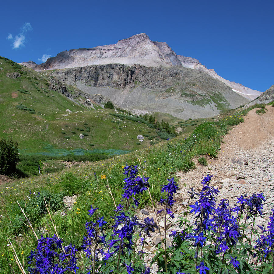 Mount Sneffels Wilderness with Larkspur Photograph by Cascade Colors