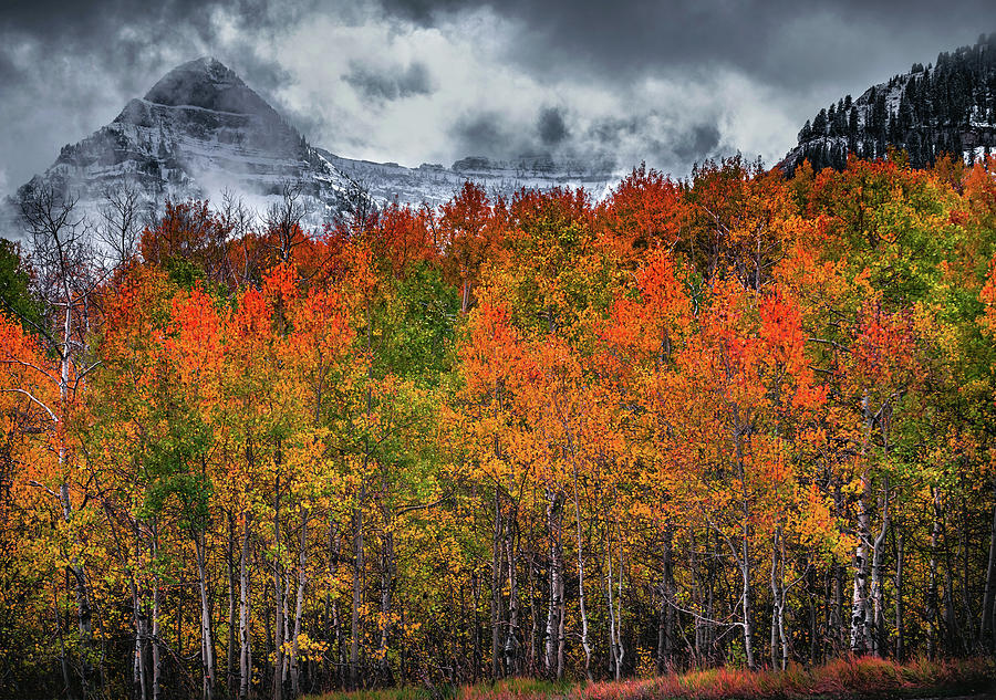 Mount Timpanogos Autumn Colors, Utah Photograph by Abbie Matthews