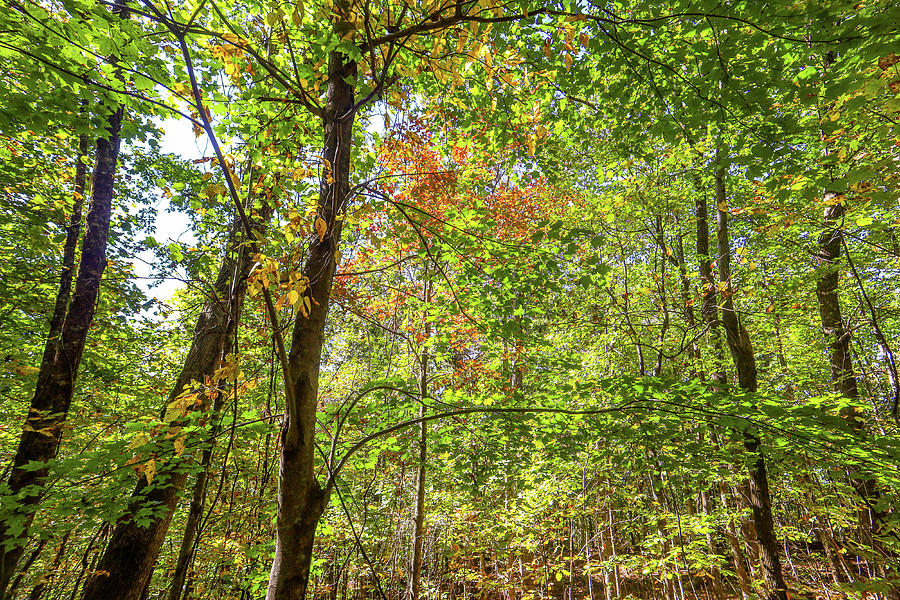 Mount Yonah Forest Colors Photograph by Ed Williams