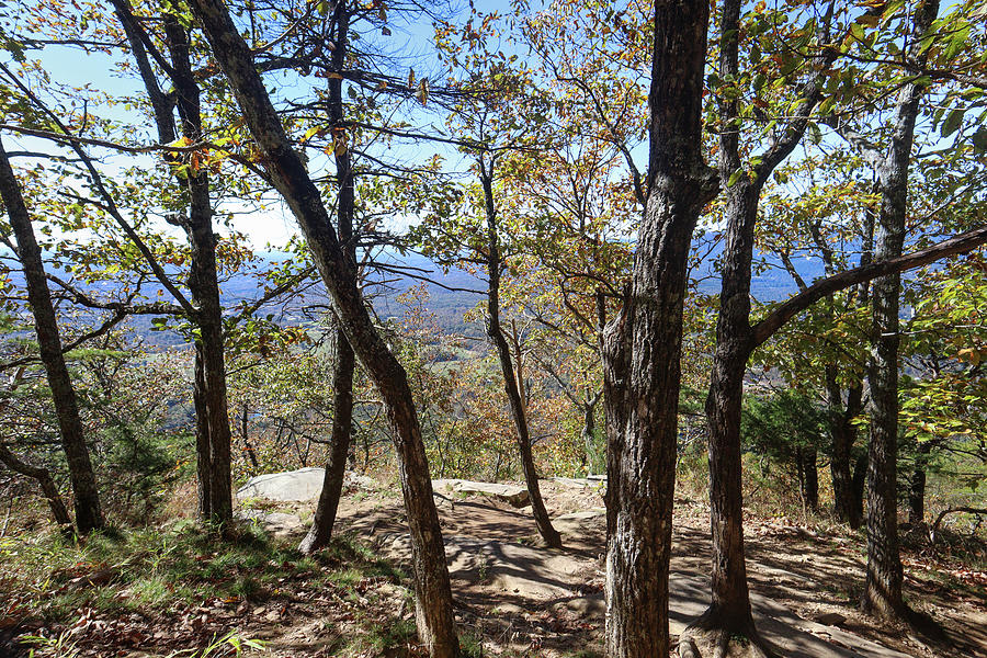 Mount Yonah Mountaintop Trees Photograph by Ed Williams
