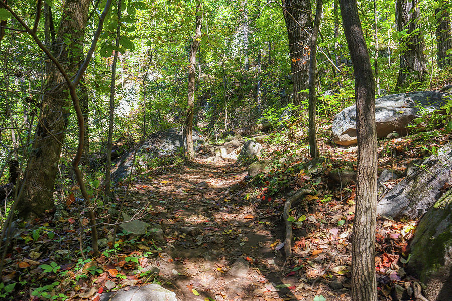 Mount Yonah Trail Up Photograph by Ed Williams