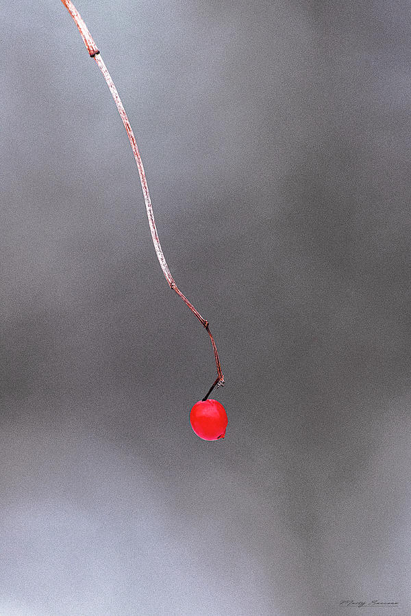 Mountain Ash Berry Photograph by Marty Saccone