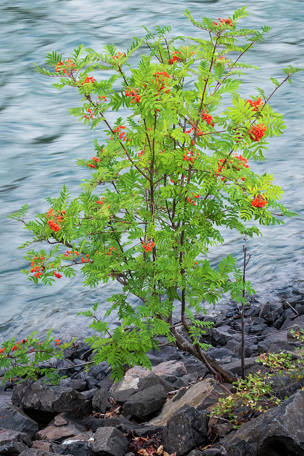 Mountain Ash By the Bulkley River Photograph by Mary Lee Dereske