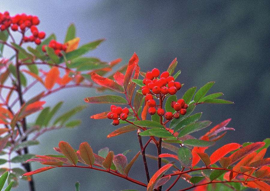 Mountain Ash Photograph by David Jennings Mountain Ash Photograph by David Jennings