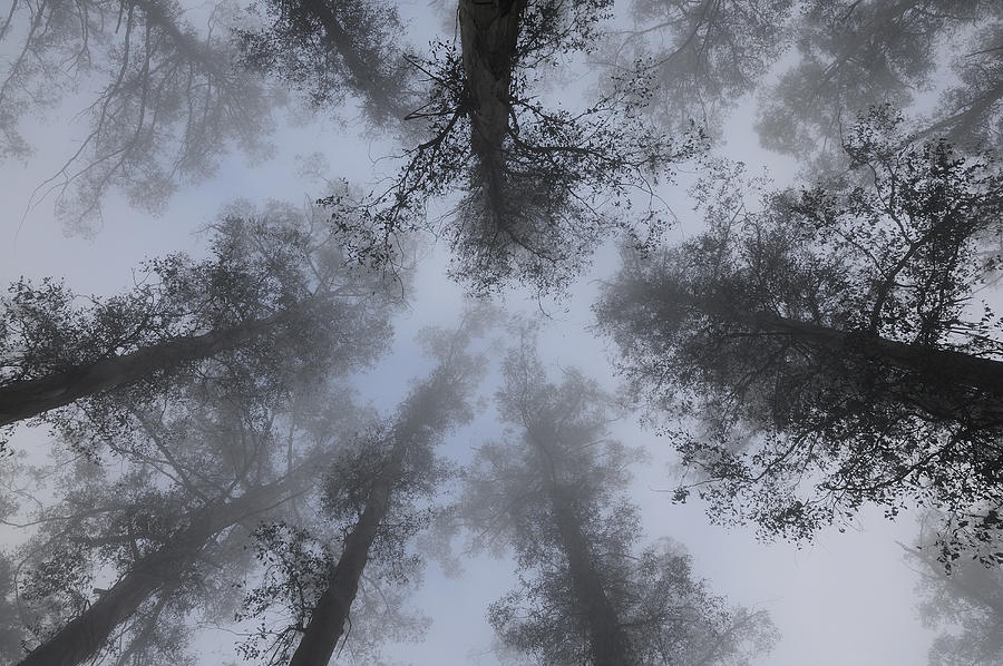 Mountain Ash trees in fog Photograph by Jochen Schlenker