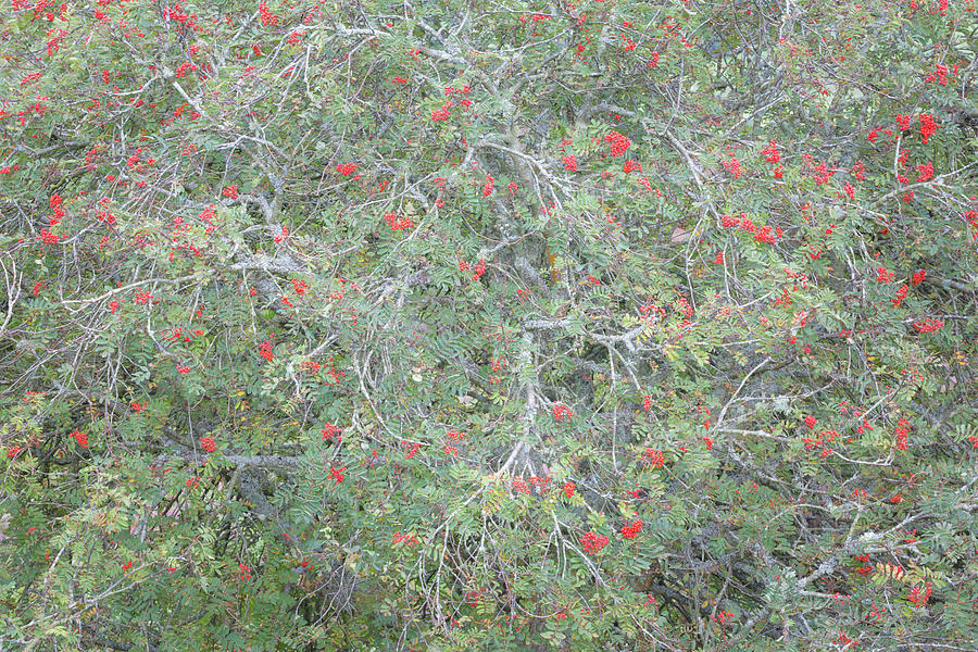 Mountain Ash with bright red berries in early autumn Photograph by Anita Nicholson