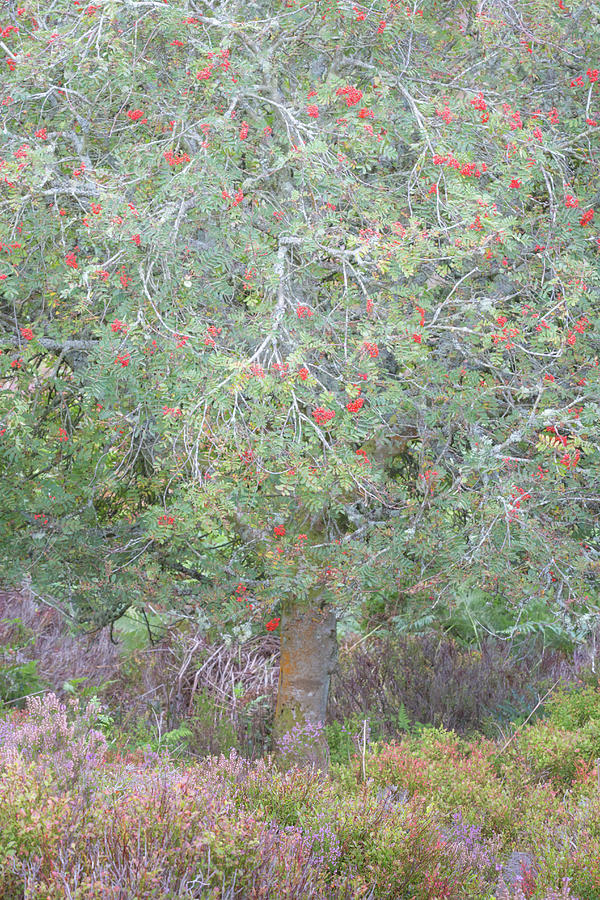 Mountain Ash with heather in late summer Photograph by Anita Nicholson