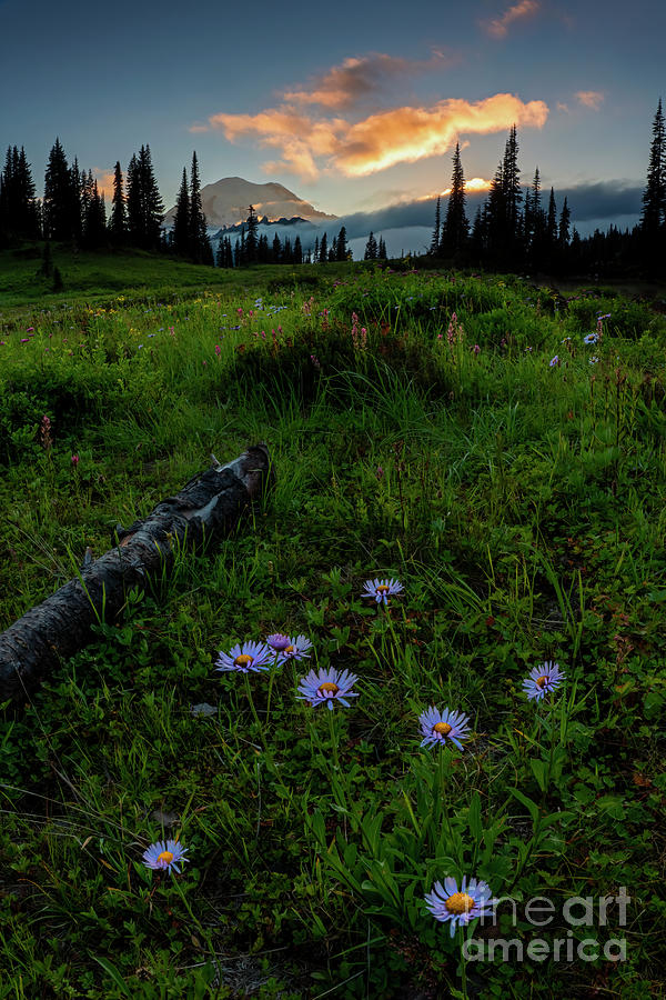 Mountain Aster Sunset Photograph