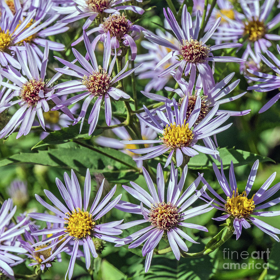 Mountain Aster Photograph by Tom Watkins PVminer pixs