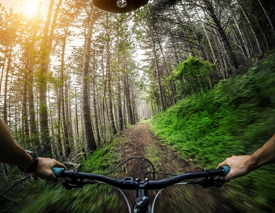Mountain Bike: Single Trail in the Forest Photograph by Piola666