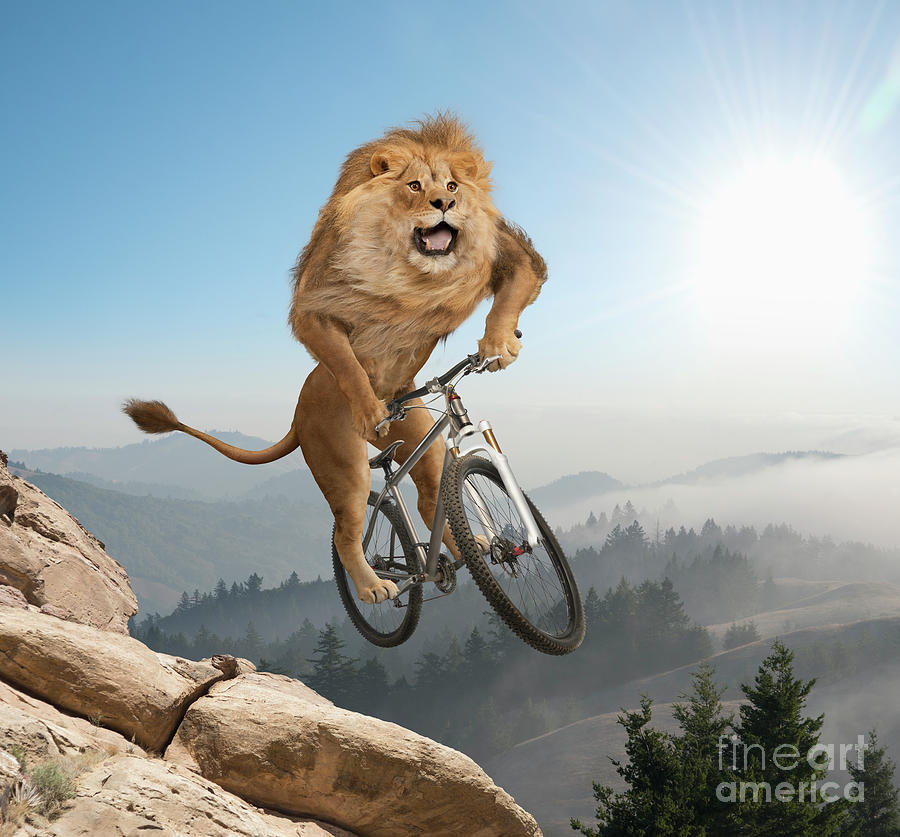 Lion Photograph - Mountain Biking Lion by Stephanie D Roeser