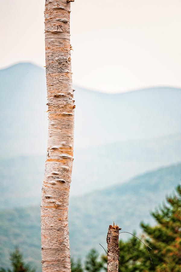 Mountain Birch Photograph by Jeff Sinon